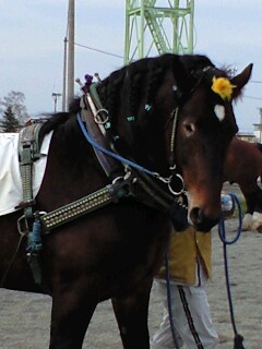 競走馬のあまりの巨大さにビックリ